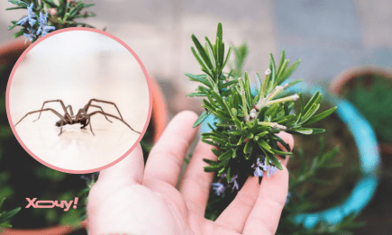 Від цих зелених “сусідів” павуки втікають, як від вогню: невидимий бар’єр в домі