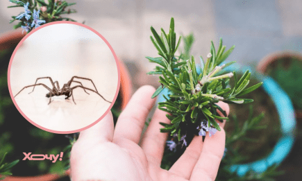 От этих зеленых "соседей" пауки бегут, как от огня: невидимый барьер в доме