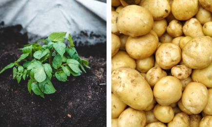 Ідеальний урожай: коли потрібно садити картоплю, поради щодо підготовки та правила посадки