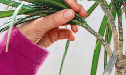 Если у драцены сохнут кончики листьев: как спасти зеленую красавицу