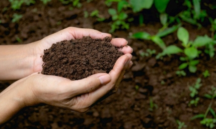 Один простий продукт перетворить ґрунт на чорнозем: диво-засіб для городу