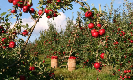Що не можна садити біля яблуні: найгірші сусіди плодового дерева