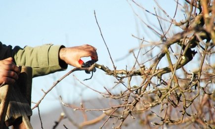 Не дождетесь цветов: пять растений в саду, которые нельзя обрезать весной