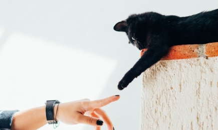 Это точно любовь: 10 способов, которыми кошка выражает свои чувства к вам