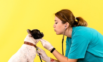 Страшно, но надо: как помочь собачке не стрессовать из-за похода к ветеринару
