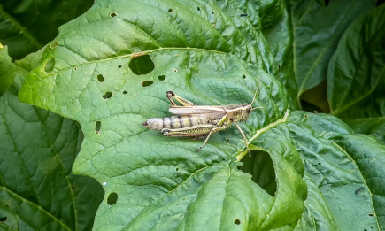 Чим посипати рослини, щоб сарана обминала грядки десятою дорогою: дідівський метод