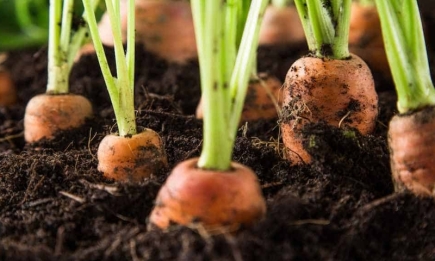 Що посадити на одну грядку з морквою - улюблені сусіди овочу