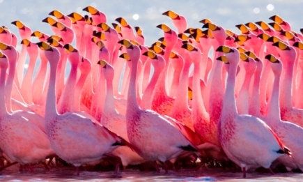 Невероятно! Розовые фламинго захватили Индию во время карантина (ФОТО)