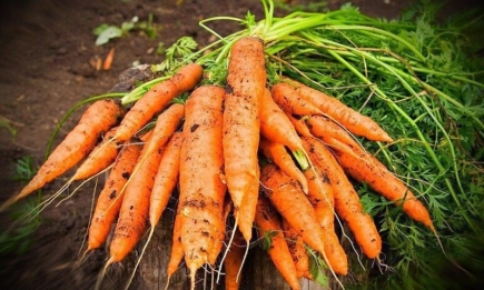 Чому тріскається морква: можливі причини та як запобігти