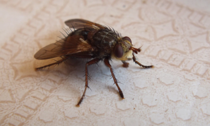 Ни одна муха вам больше не надоест: как сделать собственноручно пахучую ловушку для насекомых