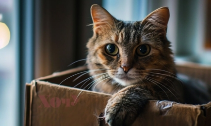 6 причин, через які коти так люблять коробки: секрет розкрито!