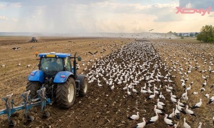 Настоящее море белых крыльев: украинский тракторист показал поле, которое заполонили аисты (ВИДЕО)