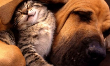 Витамины для кошек и собак: нужны ли они?