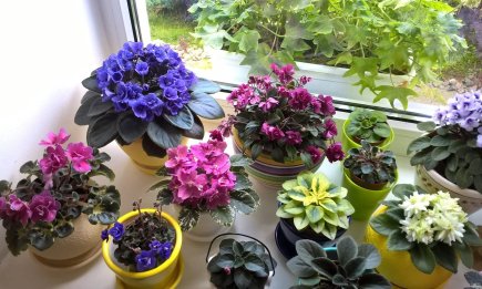 Столовая ложка в горшок запустит цветение фиалки: удивительная подкормка