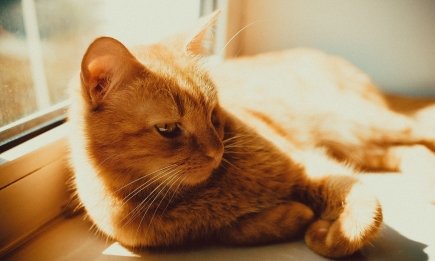 Літо - їхній ворог: для яких улюбленців теплий сезон стає справжнім викликом (ВІДЕО)