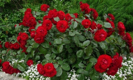 Троянди будуть пишно цвісти все літо завдяки копійчаному аптечному засобу