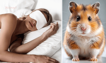 Сон про хом'яка є знаменним: ось що про це казали Ванга, Лофф та інші провидці