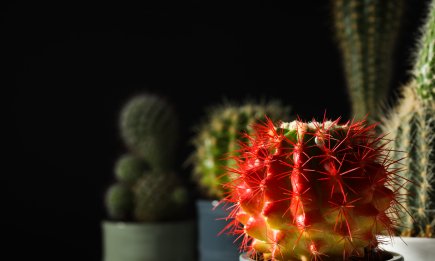 Если желтеет кактус – это сигнал: как спасти растение