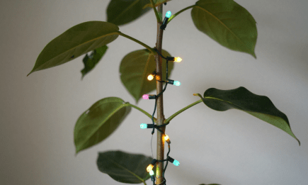 З них вийдуть найкращі “ялинки”: три кімнатні фікуси, які можна прикрасити до Різдва