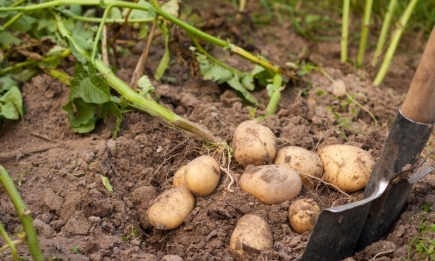 Сельская хитрость: сделайте это за неделю до сбора – и картофель будет долго храниться