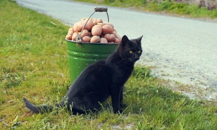 Важный прием при выращивании картофеля: что нужно сделать, если хотите дождаться урожая