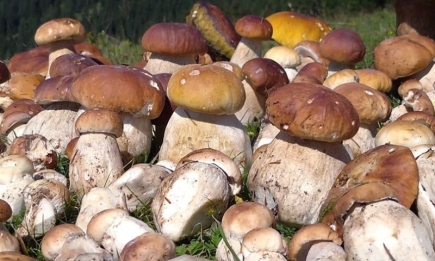 Вишуканий смак буде з вами весь рік: як засушити гриби в домашніх умовах