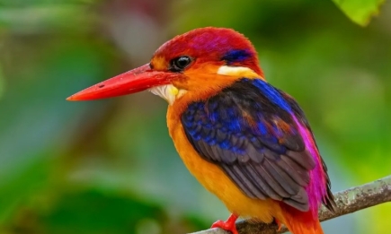 Секретарь, гарпия и усатая синица: ТОП-15 редкосных птиц планеты (ФОТО)