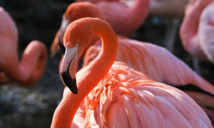 Пора загадывать желание или взять отпуск: что значит сон о фламинго