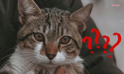 Каким должен быть идеальный вес кота и как его рассчитать самостоятельно