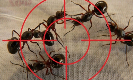 Мурах ви більше не побачите: як прогнати надокучливих комах зі своєї ділянки та дому (ВІДЕО)