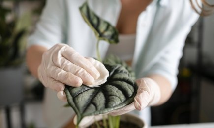 Ленивые цветоводы игнорируют эту процедуру, и растения страдают: это нужно делать постоянно