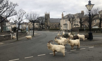 Город в Уэльсе "пленило" стадо козлов, пока местные жители самоизолировались по домам (ВИДЕО)