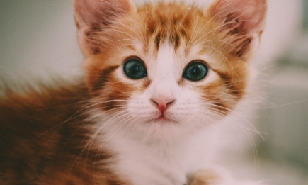 Как социализировать котенка: 4 шага, которые помогут вырастить уверенного кота