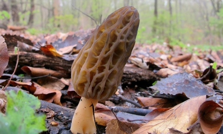Где искать первые весенние грибы: как выглядят и что есть (ФОТО)