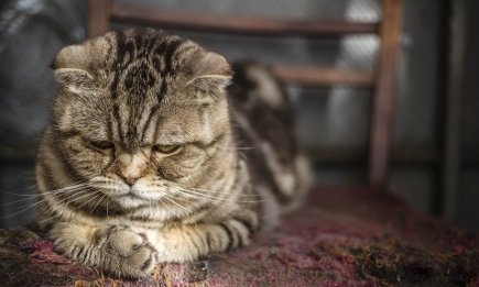 Улюбленець псує речі, доки ви на роботі? Існує 7 простих способів впоратися з тривогою розлуки у тварин