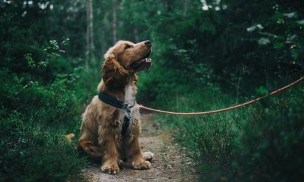 Чтобы ваша жизнь не превратилась в испытание: кинолог рассказала, каким должен быть режим дня собаки