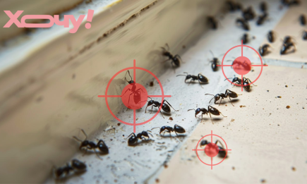 Порошок, который побеждает муравьев за 3 часа: уже не оживут и больше не вернутся в ваш дом