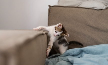 Як відвадити кота від дивана й шпалер: що треба зробити, аби кіт перестав точити об них кігті?