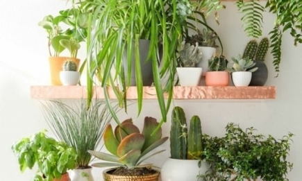 Домашняя оранжерея: выбираем красивые и полезные комнатные растения (очищающие, бактерицидные, увлажняющие)