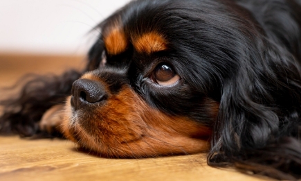 Стрессует и боится: как научить свою собаку чувствовать себя в безопасности