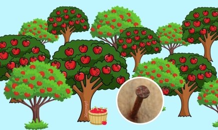 Зачем в яблоню вбивают гвозди: старый добрый метод для очень "упрямых" деревьев