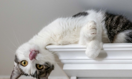 12 вагомих причин завести кота: забавні фото