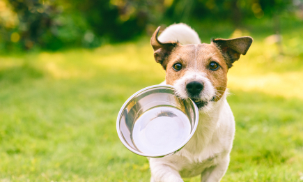 Как будто и не кормили: почему пес кажется постоянно голодным