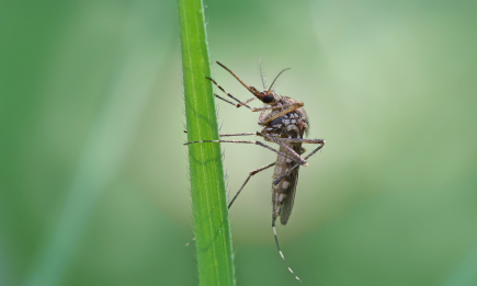 Відлякуємо комарів без хімії: прості та дієві народні методи, про які знають дачники