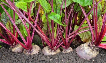 Помилка, через яку буряк зупиняється в рості: чи варто обривати бадилля, щоб плоди росли великими?