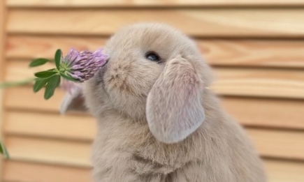 Взгляните на этих милых кроликов: пусть они поднимут настроение и зарядят энергией (ВИДЕО, ФОТО)