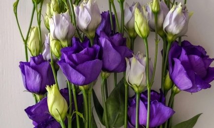 Лише кілька слів, що зігріють серце: добірка влучних привітань з 8 Березня