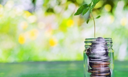 Это к деньгам: какие денежные растения стоит выращивать дома