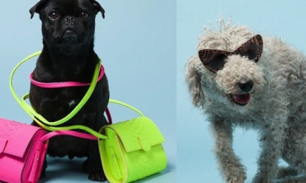 Собаки заменили моделей в рекламе аксессуаров