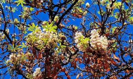 Натяк від природи на зміни в житті: чому восени раптово зацвітають дерева та квіти